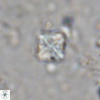 Micula decussata VR 1287
