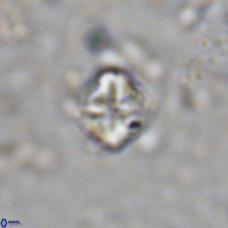 Micula decussata VR 1288