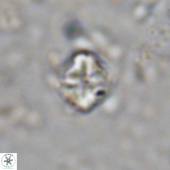 Micula decussata VR 1288
