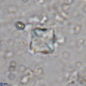 Micula decussata VR 1289