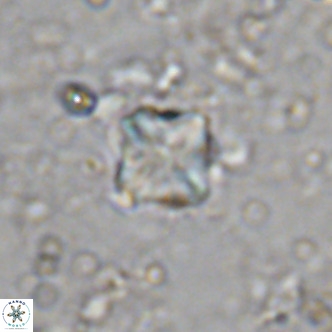 Micula decussata VR 1289