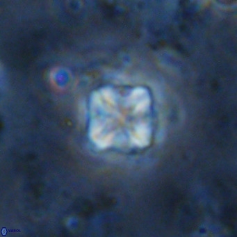 Micula decussata VR 1290