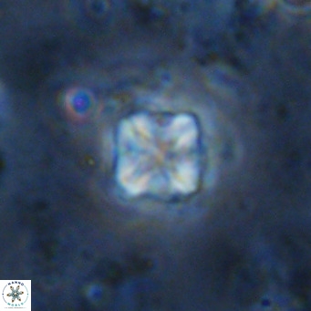 Micula decussata VR 1290