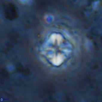 Micula decussata VR 1291