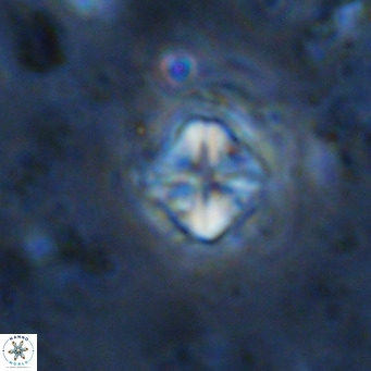 Micula decussata VR 1291