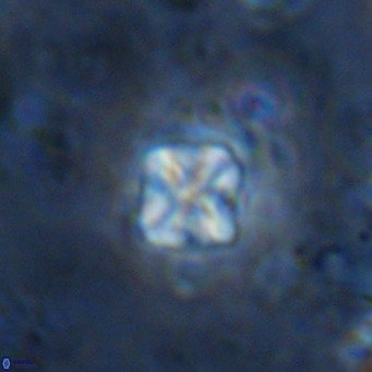 Micula decussata VR 1292