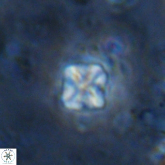 Micula decussata VR 1292