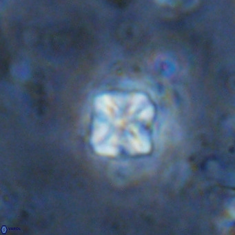 Micula decussata VR 1293