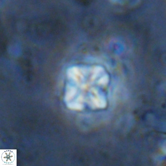 Micula decussata VR 1293