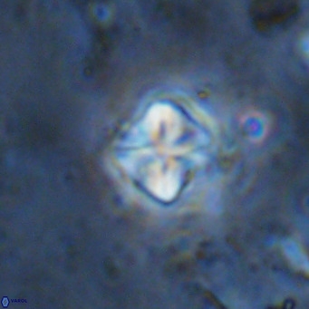Micula decussata VR 1294