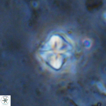 Micula decussata VR 1294
