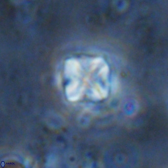 Micula decussata VR 1295