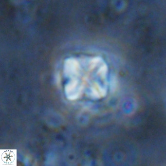 Micula decussata VR 1295