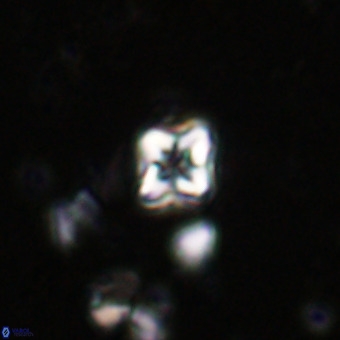 Micula decussata VR 20864