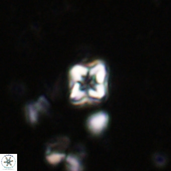 Micula decussata VR 20864