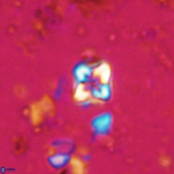 Micula decussata VR 20865