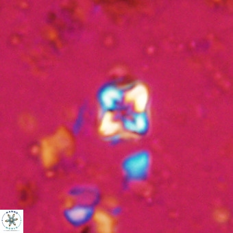 Micula decussata VR 20865