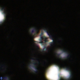 Micula decussata VR 20867