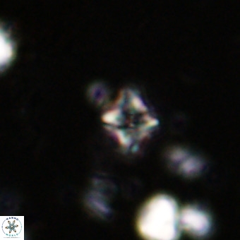 Micula decussata VR 20867