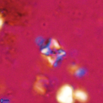 Micula decussata VR 20868