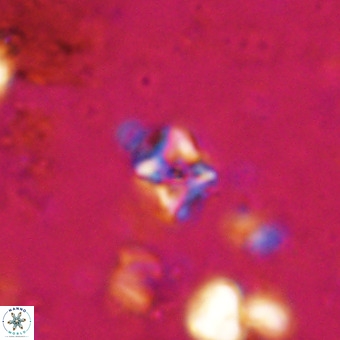 Micula decussata VR 20868