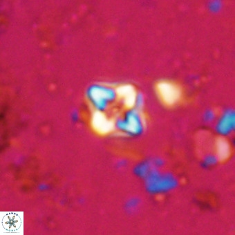 Micula decussata VR 20869