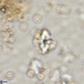 Micula decussata VR 20875