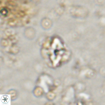 Micula decussata VR 20875