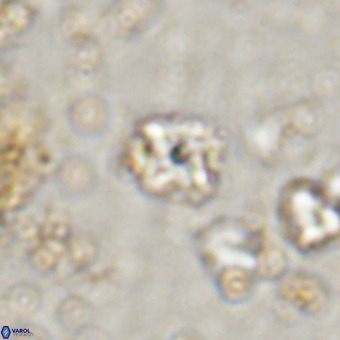 Micula decussata VR 20876