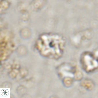 Micula decussata VR 20876
