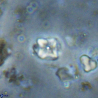 Micula decussata VR 20878