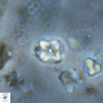 Micula decussata VR 20878
