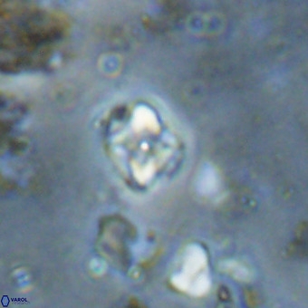 Micula decussata VR 20879