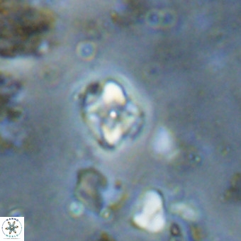 Micula decussata VR 20879