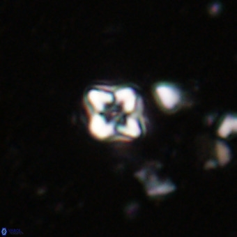 Micula decussata VR 20870