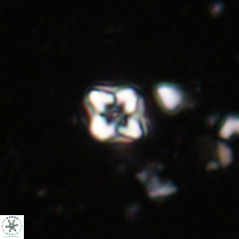 Micula decussata VR 20870