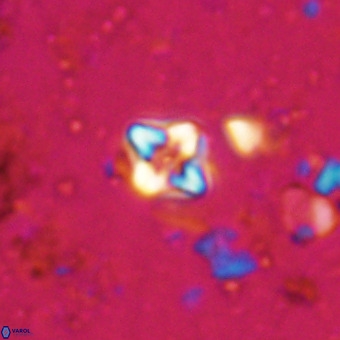 Micula decussata VR 20871