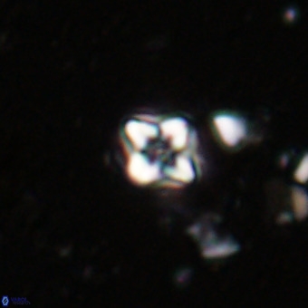 Micula decussata VR 20872