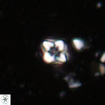 Micula decussata VR 20872