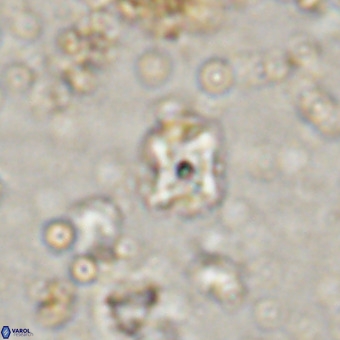 Micula decussata VR 20873