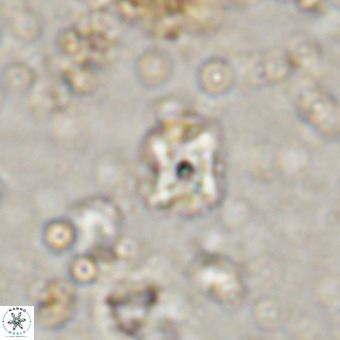 Micula decussata VR 20873