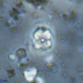 Micula decussata VR 20880