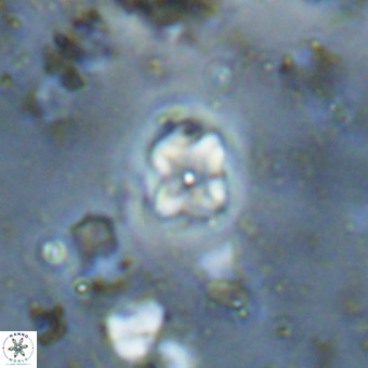 Micula decussata VR 20880