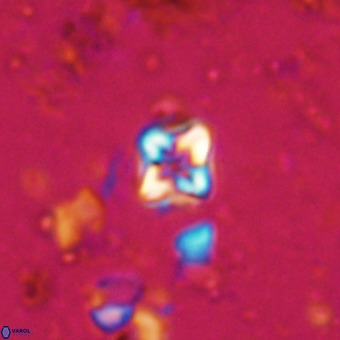 Micula decussata VR 20882