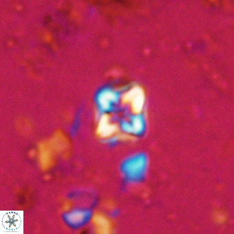 Micula decussata VR 20882