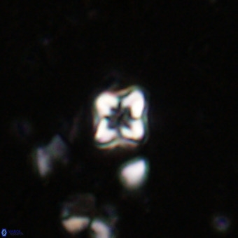 Micula decussata VR 20883