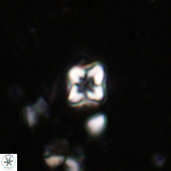 Micula decussata VR 20883