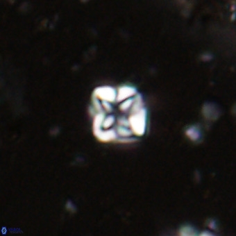 Micula decussata VR 20924