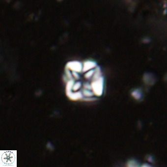 Micula decussata VR 20924