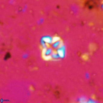Micula decussata VR 20925